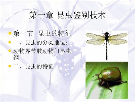 第一章 昆虫鉴别技术 第一节 昆虫的特征 一、昆虫的分类地位： 动物界节肢动物门昆虫纲 二、昆虫的特征.