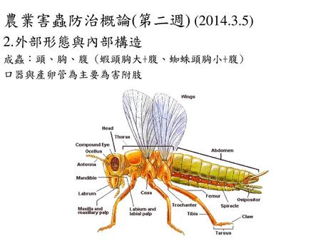 農業害蟲防治概論(第二週) ( ) 2.外部形態與內部構造 成蟲：頭、胸、腹 (蝦頭胸大+腹、蜘蛛頭胸小+腹)