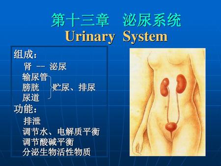 第十三章 泌尿系统 Urinary System