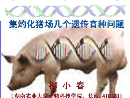 提纲 一、猪育种工作的回顾 二、猪育种的主要技术环节 三、猪杂种优势利用 四、猪的主要性状的遗传.