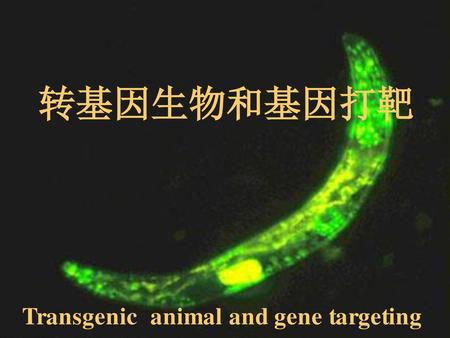 Transgenic animal and gene targeting