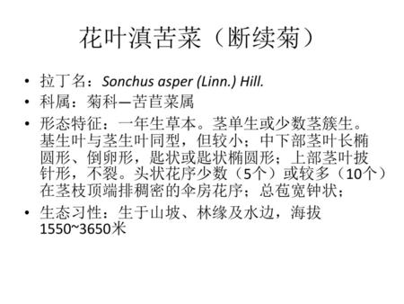 花叶滇苦菜（断续菊） 拉丁名：Sonchus asper (Linn.) Hill. 科属：菊科—苦苣菜属