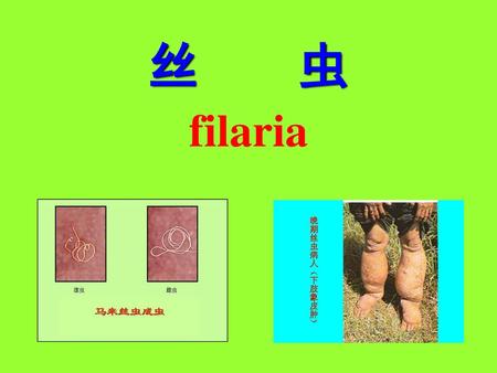 丝 虫 filaria.