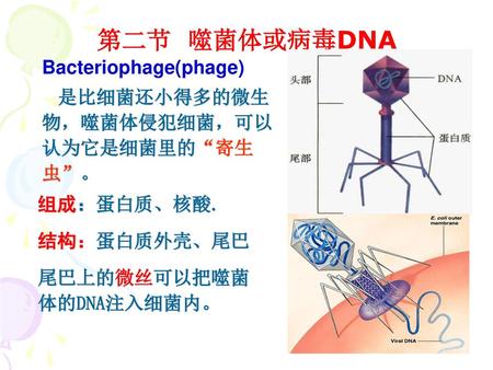 第二节 噬菌体或病毒DNA Bacteriophage(phage)