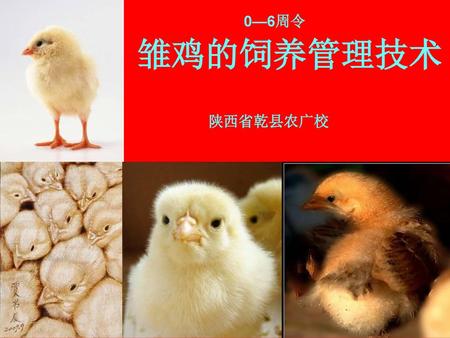 0—6周令 雏鸡的饲养管理技术 陕西省乾县农广校.