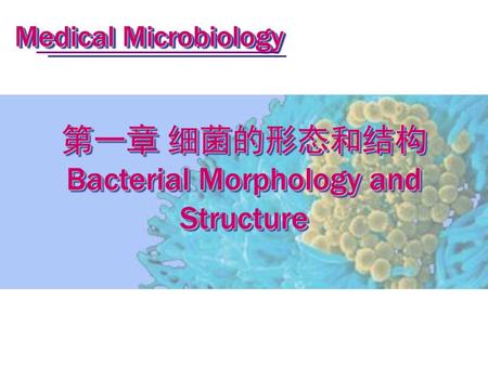 第一章 细菌的形态和结构Bacterial Morphology and Structure