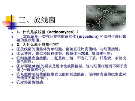 三、放线菌 1、什么是放线菌（actinomyces）？ 放线菌是一类有分枝状的菌丝体 (mycelium) 和以孢子进行繁殖的丝状细菌。