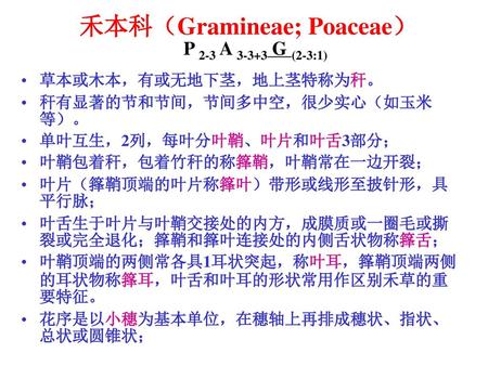 禾本科（Gramineae; Poaceae） P 2-3 A G (2-3:1)