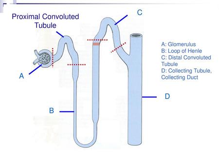 C Proximal Convoluted Tubule A D B A: Glomerulus B: Loop of Henle