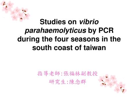 Studies on vibrio parahaemolyticus by PCR during the four seasons in the south coast of taiwan 指導老師:張福林副教授 研究生:陳念群.