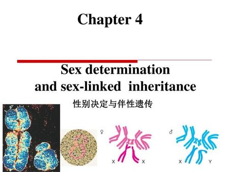 Sex determination and sex-linked inheritance