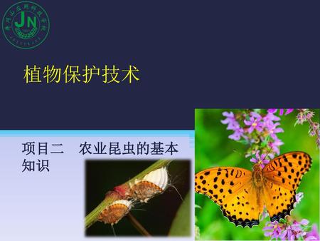 植物保护技术 项目二 农业昆虫的基本 知识.