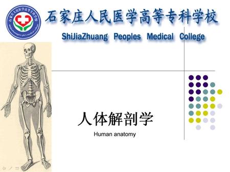 Human anatomy.