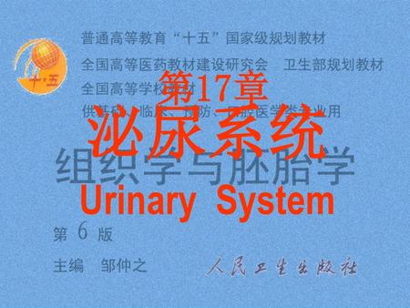 第17章 Urinary System 泌尿系统.