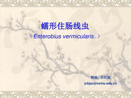 蠕形住肠线虫 （Enterobius vermicularis ）