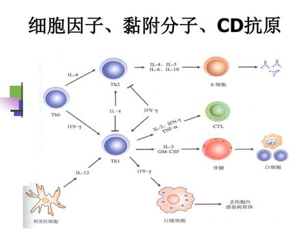 细胞因子、黏附分子、CD抗原.
