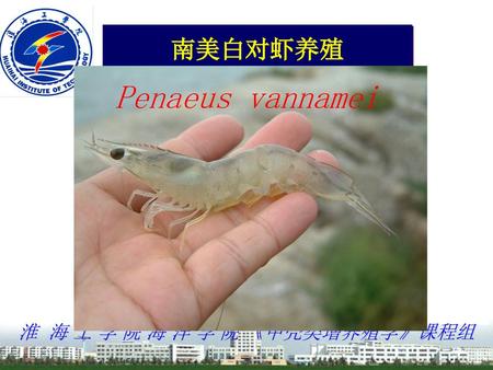 南美白对虾养殖 Penaeus vannamei.