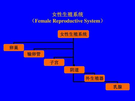 女性生殖系统 （Female Reproductive System）