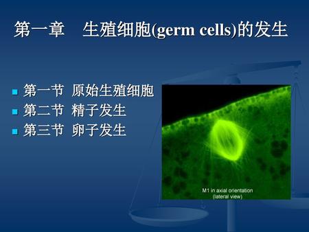 第一章 生殖细胞(germ cells)的发生