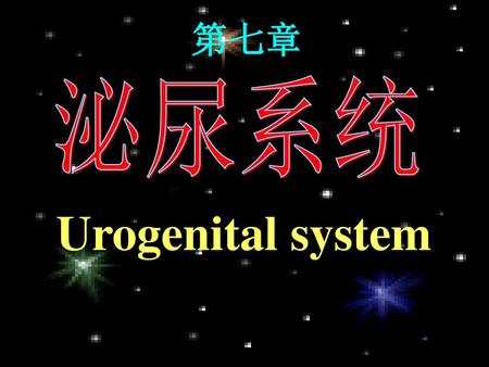 第七章 泌尿系统 Urogenital system.