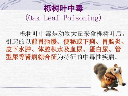 栎树叶中毒 (Oak Leaf Poisoning)