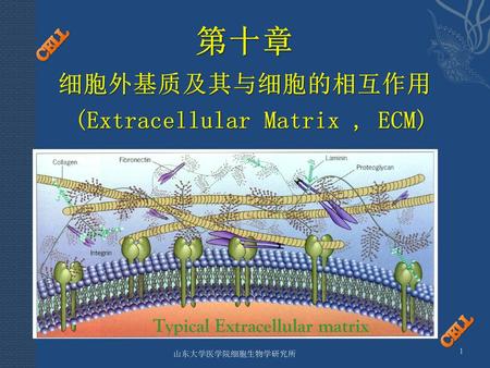 第十章 细胞外基质及其与细胞的相互作用 (Extracellular Matrix , ECM)