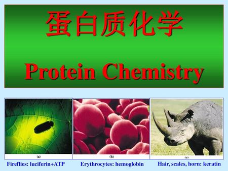 蛋白质化学 Protein Chemistry Fireflies: luciferin+ATP