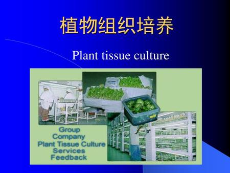 植物组织培养 Plant tissue culture.