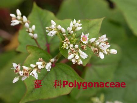蓼 科Polygonaceae.