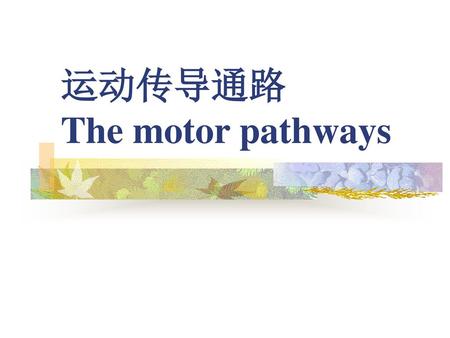 运动传导通路 The motor pathways