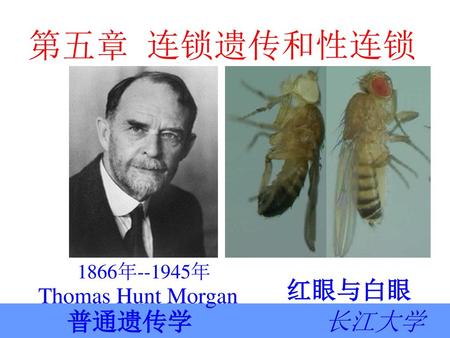 第五章 连锁遗传和性连锁 1866年--1945年 Thomas Hunt Morgan 红眼与白眼.