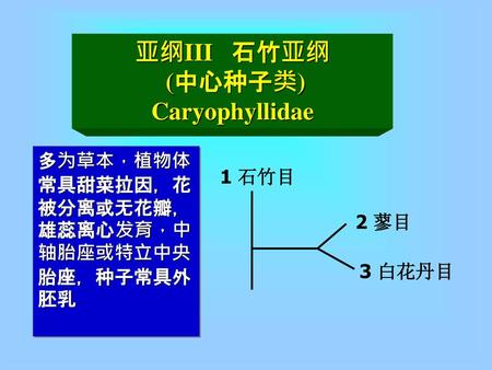 亚纲III 石竹亚纲 (中心种子类) Caryophyllidae