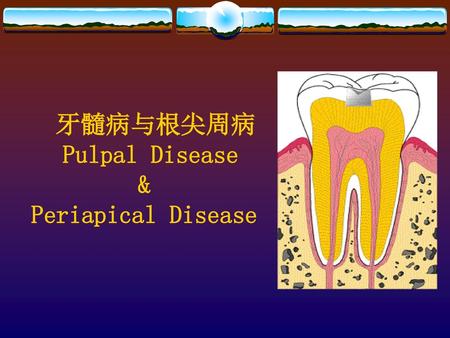 牙髓病与根尖周病 Pulpal Disease & Periapical Disease
