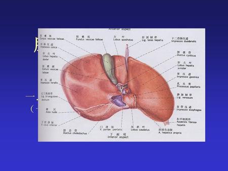 肝横断层解剖及CT、MRI图像 一．肝脏解剖 （一）   肝形态：.