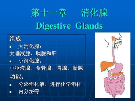 第十一章 消化腺 Digestive Glands