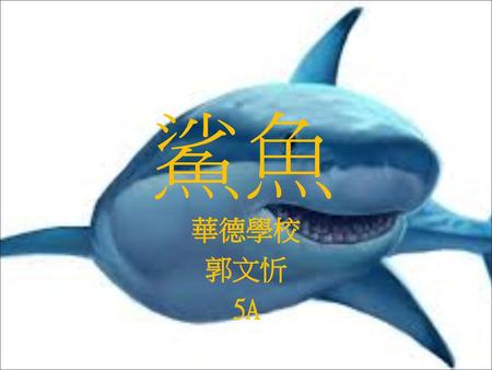 鯊魚 華德學校 郭文忻 5A.