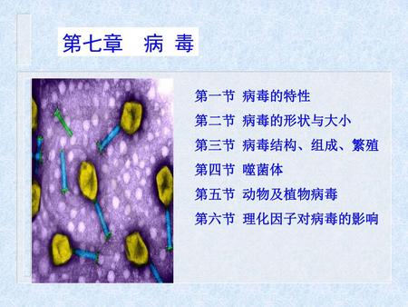 第七章 病 毒 第一节 病毒的特性 第二节 病毒的形状与大小 第三节 病毒结构、组成、繁殖 第四节 噬菌体 第五节 动物及植物病毒