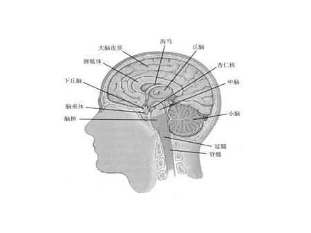 大腦 胼胝體 頂葉 額葉 側腦室 丘腦 下丘腦 顳葉 小腦 腦垂腺 乳頭體 腦幹.