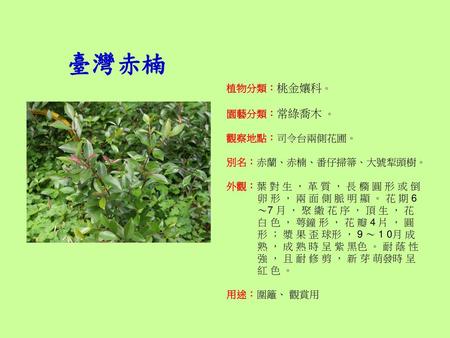 臺灣赤楠 植物分類：桃金孃科。 園藝分類：常綠喬木 。 觀察地點：司令台兩側花圃。 別名：赤蘭、赤楠、番仔掃箒、大號犁頭樹。