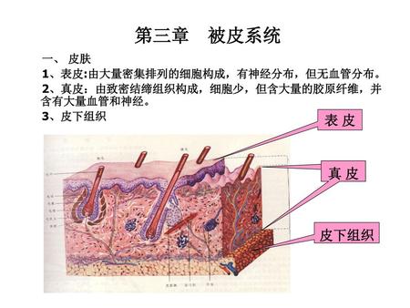 第三章 被皮系统 表 皮 真 皮 皮下组织 一、 皮肤 1、表皮:由大量密集排列的细胞构成，有神经分布，但无血管分布。