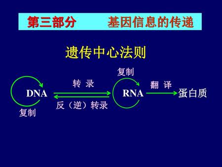 第三部分 基因信息的传递 遗传中心法则 复制 转 录 翻 译 DNA  蛋白质 RNA 反（逆）转录 复制.