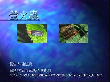 螢火蟲 報告人:陳建嘉 資料來源:昆蟲數位博物館