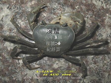 溪蟹 六年3班 座號:4 紀舒芸 淡水蟹（freshwater crabs） 或稱溪蟹（river crabs）