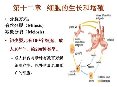 第十二章 细胞的生长和增殖 分裂方式： 有丝分裂（Mitosis) 减数分裂（Meiosis)