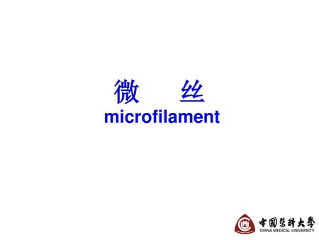 微 丝 microfilament.