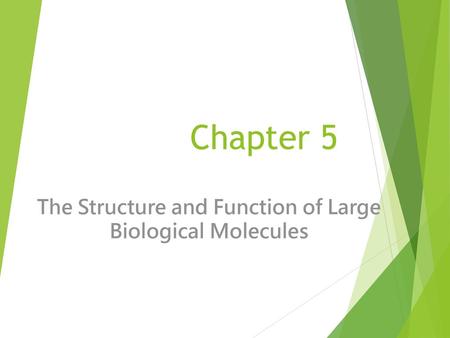 The Structure and Function of Large Biological Molecules