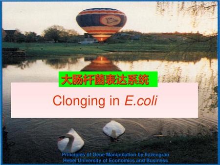Clonging in E.coli 大肠杆菌表达系统