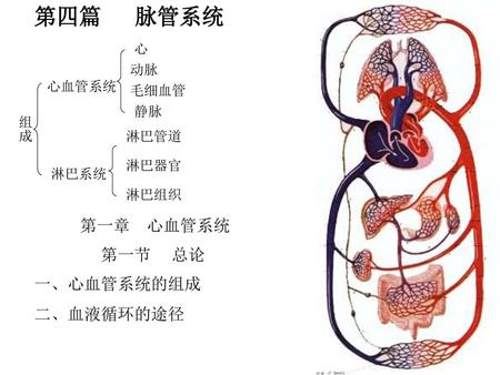 第四篇 脉管系统 第一章 心血管系统 第一节 总论 一、心血管系统的组成 二、血液循环的途径 心 动脉 心血管系统 毛细血管 静脉 组成