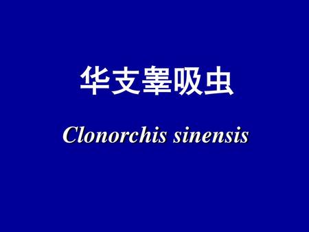 华支睾吸虫 Clonorchis sinensis.