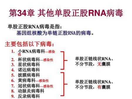 第34章 其他单股正股RNA病毒 单股正股RNA病毒是指： 主要包括以下病毒： 基因组核酸为单链正股RNA的病毒。 小RNA病毒科—感染性